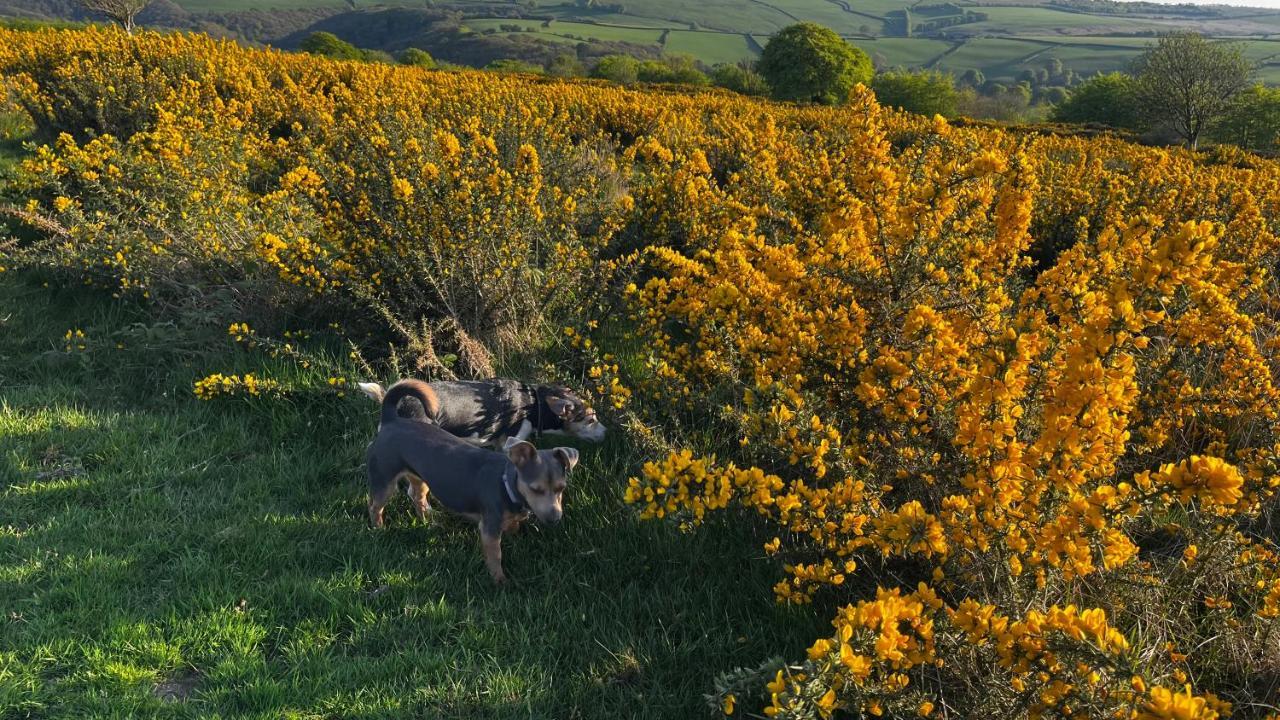 Exmoor Retreat On Two Moors Way Withypool 외부 사진